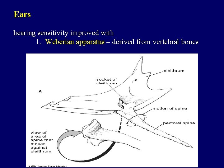 Ears hearing sensitivity improved with 1. Weberian apparatus – derived from vertebral bones 