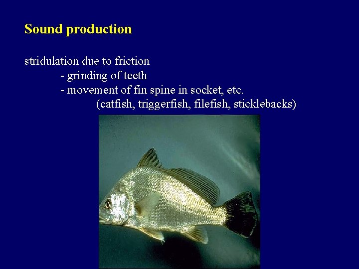 Sound production stridulation due to friction - grinding of teeth - movement of fin