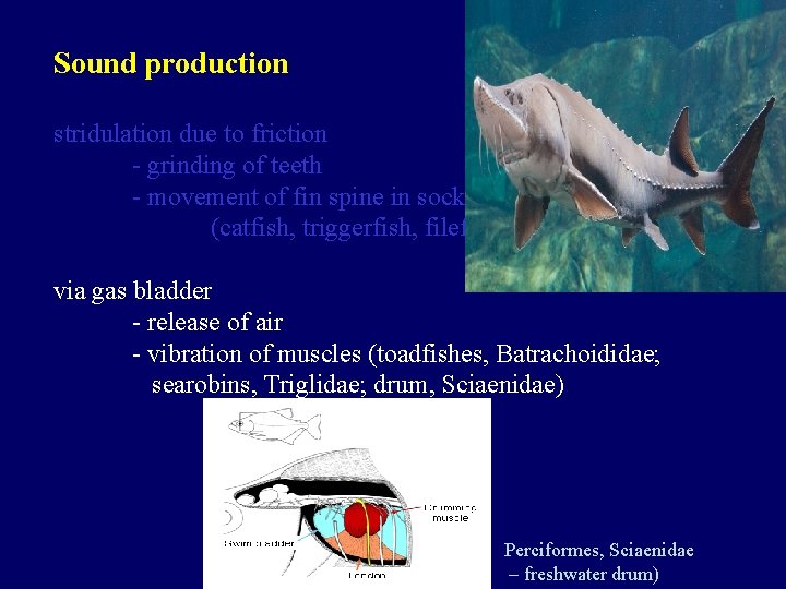 Sound production stridulation due to friction - grinding of teeth - movement of fin