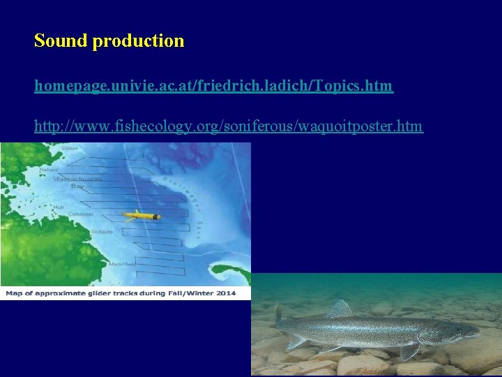 Sound production homepage. univie. ac. at/friedrich. ladich/Topics. htm http: //www. fishecology. org/soniferous/waquoitposter. htm 