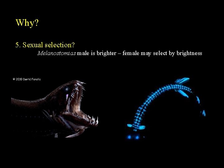 Why? 5. Sexual selection? Melanostomias male is brighter – female may select by brightness