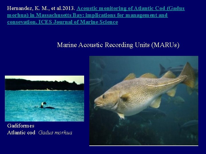 Hernandez, K. M. , et al. 2013. Acoustic monitoring of Atlantic Cod (Gadus morhua)