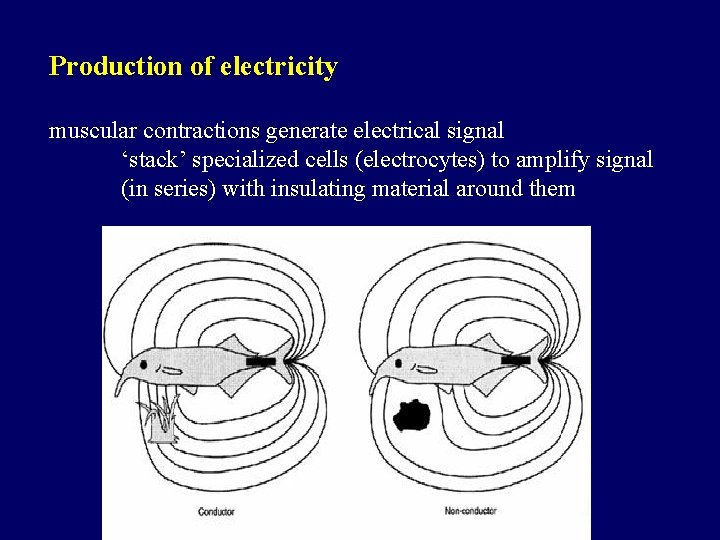 Production of electricity muscular contractions generate electrical signal ‘stack’ specialized cells (electrocytes) to amplify