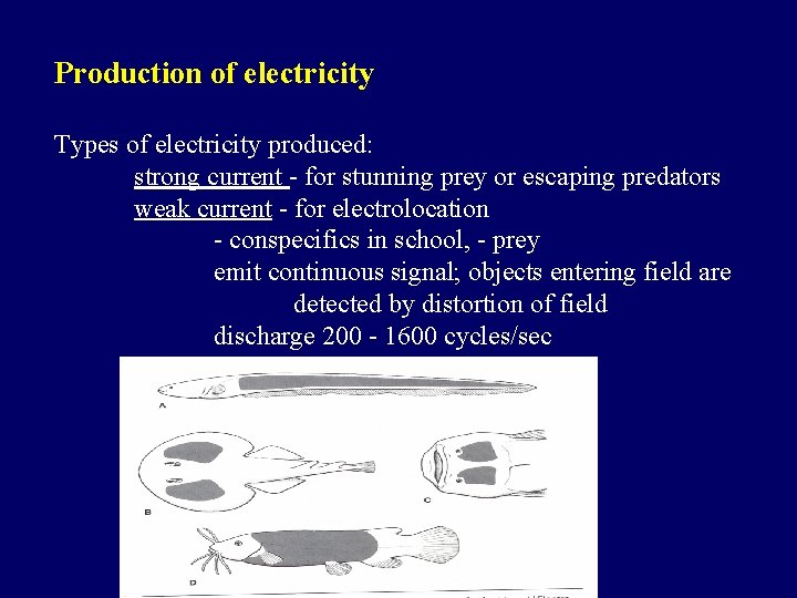 Production of electricity Types of electricity produced: strong current - for stunning prey or
