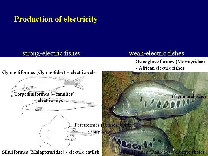 Production of electricity strong-electric fishes weak-electric fishes Gymnotiformes (Gymnotidae) – electric eels Osteoglossiformes (Mormyridae)