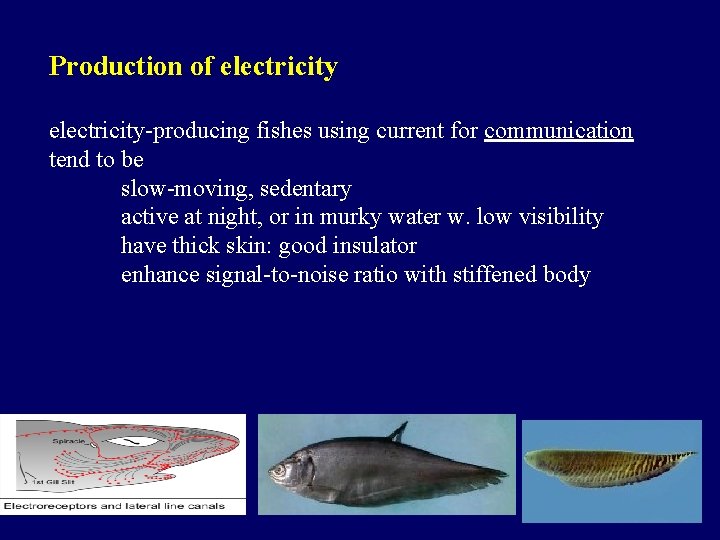 Production of electricity-producing fishes using current for communication tend to be slow-moving, sedentary active