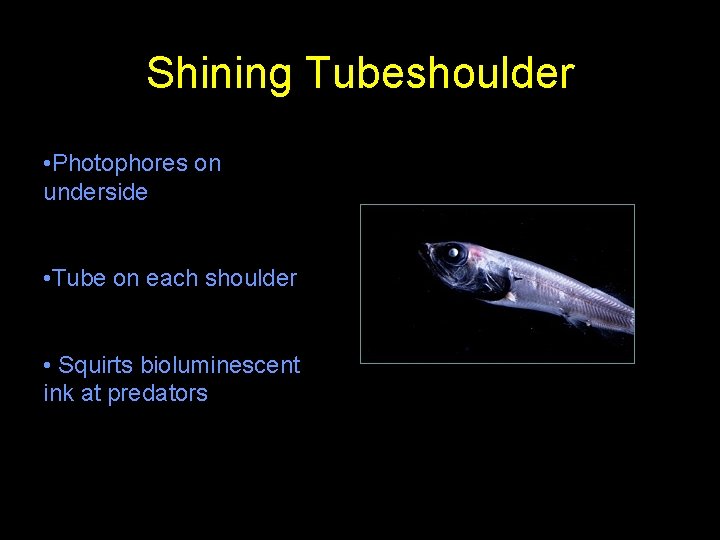 Shining Tubeshoulder • Photophores on underside • Tube on each shoulder • Squirts bioluminescent
