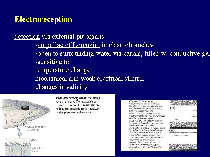 Electroreception detection via external pit organs -ampullae of Lorenzini in elasmobranches -open to surrounding