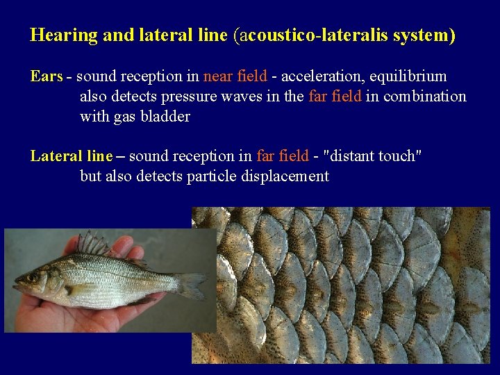 Hearing and lateral line (acoustico-lateralis system) Ears - sound reception in near field -