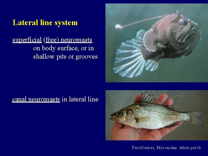 Lateral line system superficial (free) neuromasts on body surface, or in shallow pits or