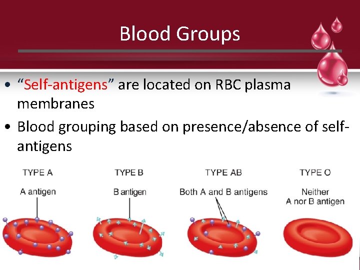 Blood Groups • “Self-antigens” are located on RBC plasma membranes • Blood grouping based