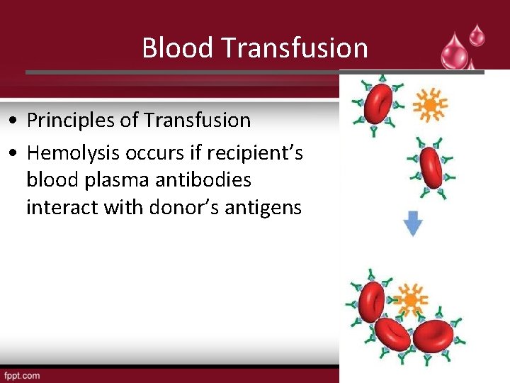 Blood Transfusion • Principles of Transfusion • Hemolysis occurs if recipient’s blood plasma antibodies