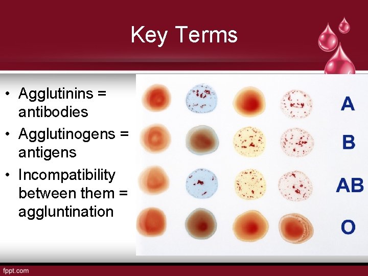 Key Terms • Agglutinins = antibodies • Agglutinogens = antigens • Incompatibility between them