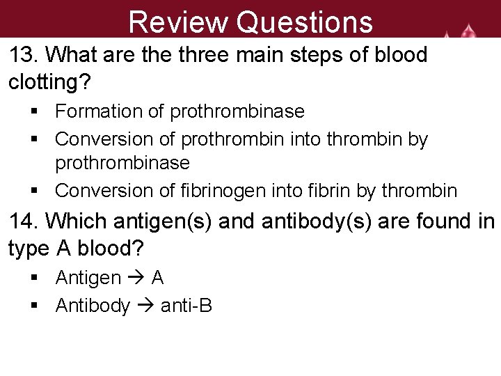 Review Questions 13. What are three main steps of blood clotting? § Formation of
