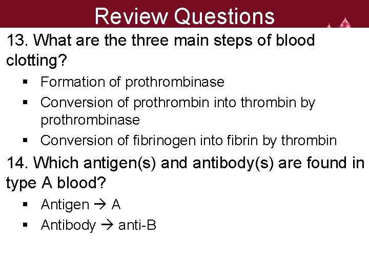 Review Questions 13. What are three main steps of blood clotting? § Formation of