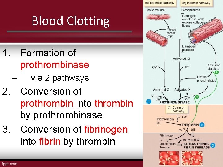 Blood Clotting 1. Formation of prothrombinase – Via 2 pathways 2. Conversion of prothrombin