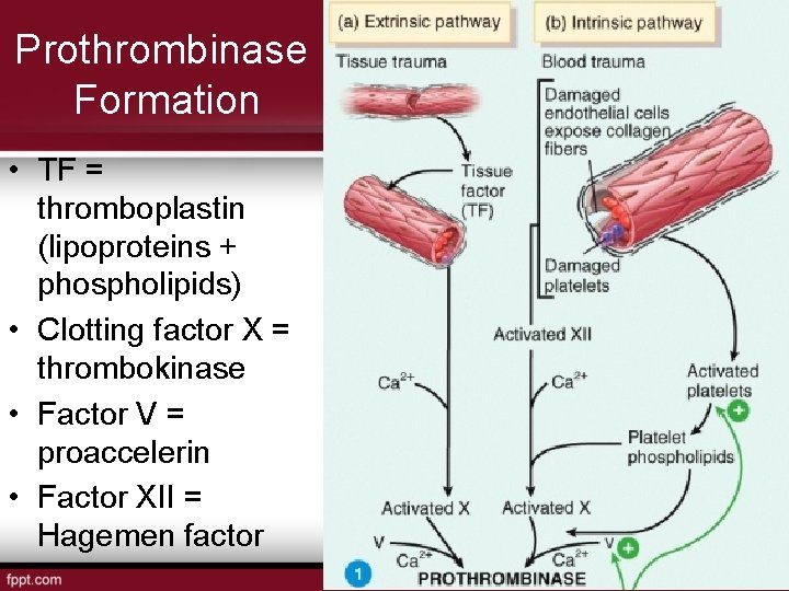 Prothrombinase Formation • TF = thromboplastin (lipoproteins + phospholipids) • Clotting factor X =