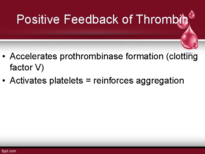 Positive Feedback of Thrombin • Accelerates prothrombinase formation (clotting factor V) • Activates platelets