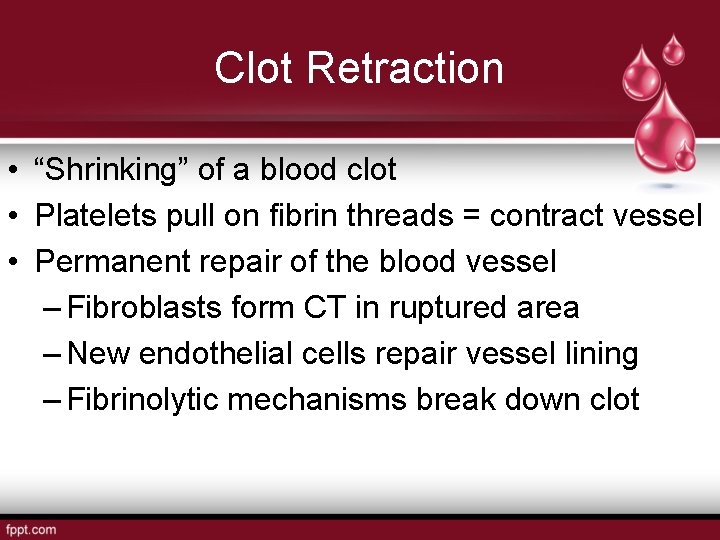 Clot Retraction • “Shrinking” of a blood clot • Platelets pull on fibrin threads