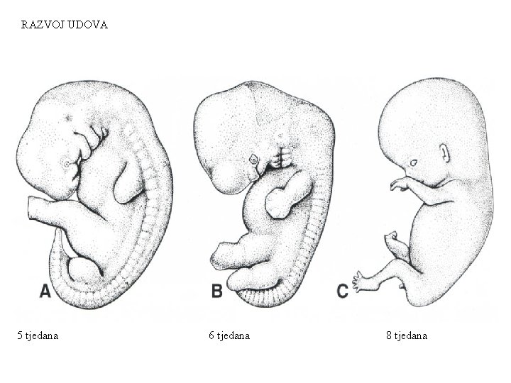 RAZVOJ UDOVA 5 tjedana 6 tjedana 8 tjedana 