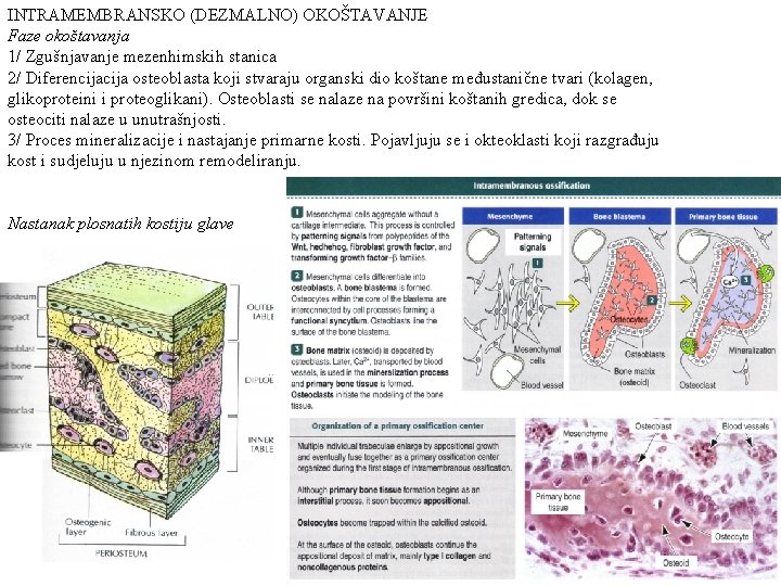 INTRAMEMBRANSKO (DEZMALNO) OKOŠTAVANJE Faze okoštavanja 1/ Zgušnjavanje mezenhimskih stanica 2/ Diferencija osteoblasta koji stvaraju