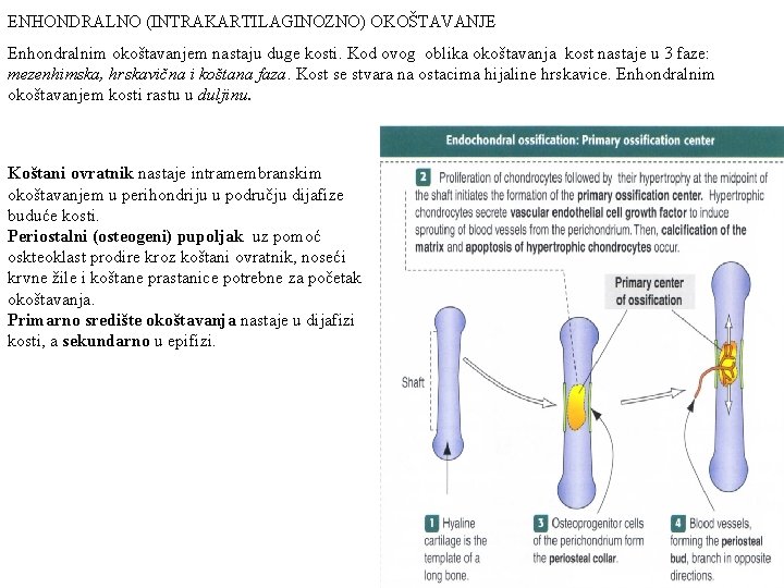 ENHONDRALNO (INTRAKARTILAGINOZNO) OKOŠTAVANJE Enhondralnim okoštavanjem nastaju duge kosti. Kod ovog oblika okoštavanja kost nastaje