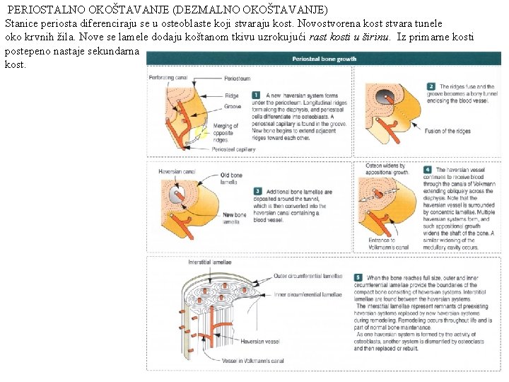PERIOSTALNO OKOŠTAVANJE (DEZMALNO OKOŠTAVANJE) Stanice periosta diferenciraju se u osteoblaste koji stvaraju kost. Novostvorena