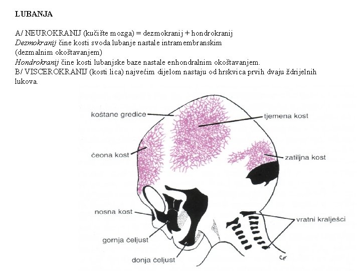 LUBANJA A/ NEUROKRANIJ (kučište mozga) = dezmokranij + hondrokranij Dezmokranij čine kosti svoda lubanje