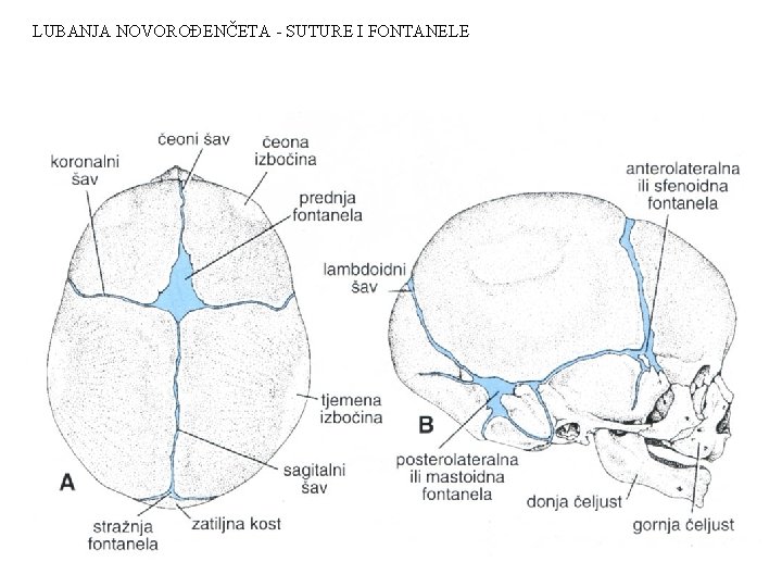 LUBANJA NOVOROĐENČETA - SUTURE I FONTANELE 