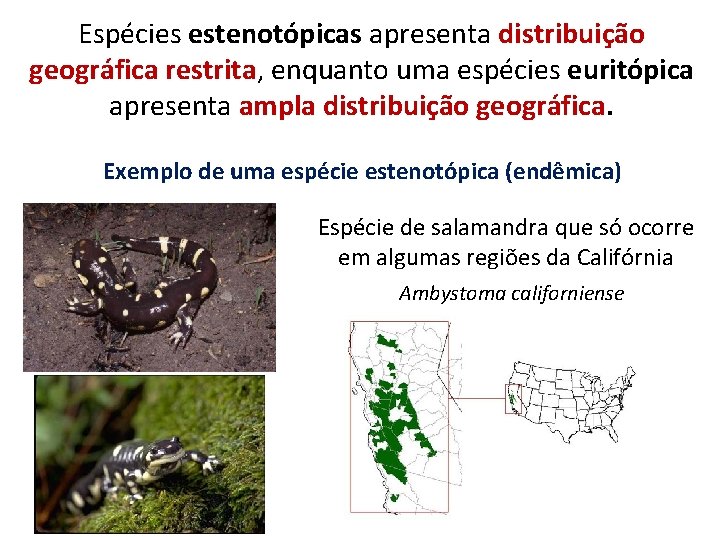 Espécies estenotópicas apresenta distribuição geográfica restrita, enquanto uma espécies euritópica apresenta ampla distribuição geográfica.