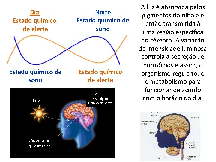 Dia Estado químico de alerta Noite Estado químico de sono Estado químico de alerta