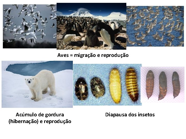 Aves = migração e reprodução Acúmulo de gordura (hibernação) e reprodução Diapausa dos insetos