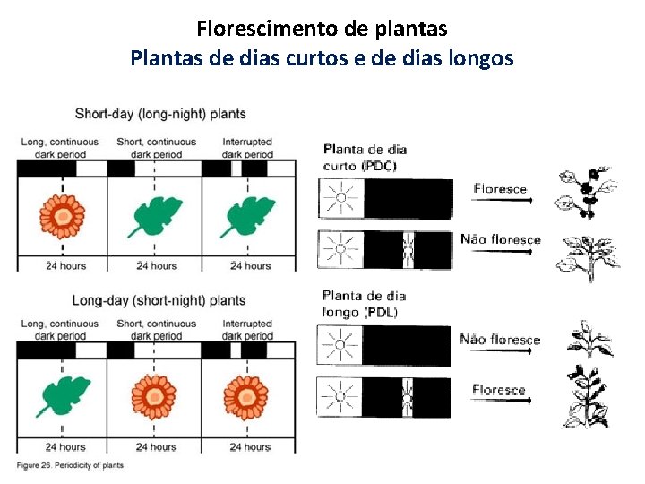 Florescimento de plantas Plantas de dias curtos e de dias longos 