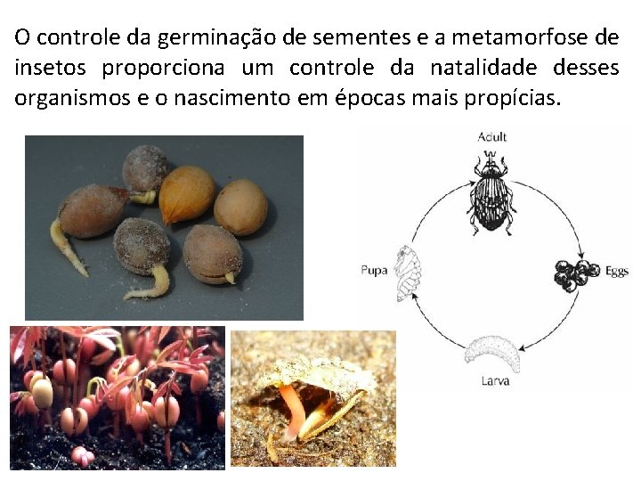O controle da germinação de sementes e a metamorfose de insetos proporciona um controle