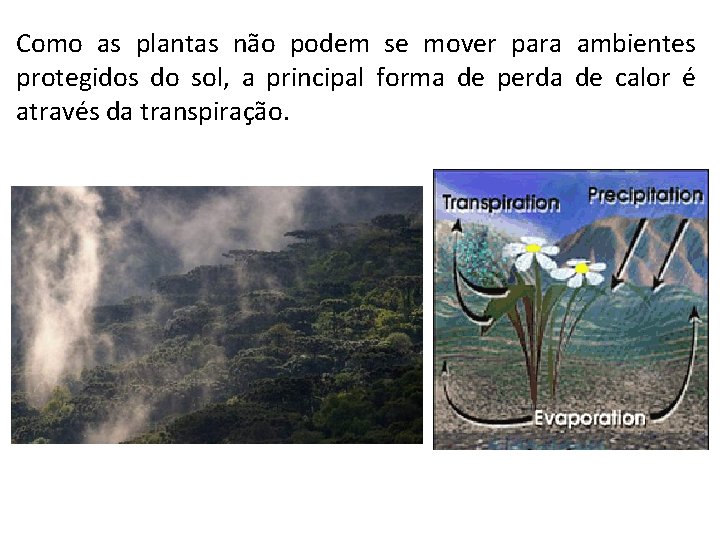 Como as plantas não podem se mover para ambientes protegidos do sol, a principal