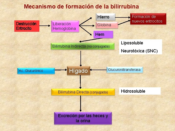 Mecanismo de formación de la bilirrubina Hierro Destrucción Eritrocito Liberación Hemoglobina Globina Formación de