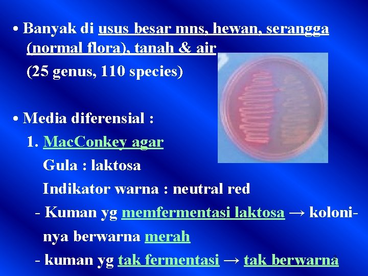  • Banyak di usus besar mns, hewan, serangga (normal flora), tanah & air