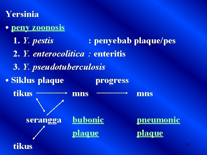 Yersinia • peny zoonosis 1. Y. pestis : penyebab plaque/pes 2. Y. enterocolitica :