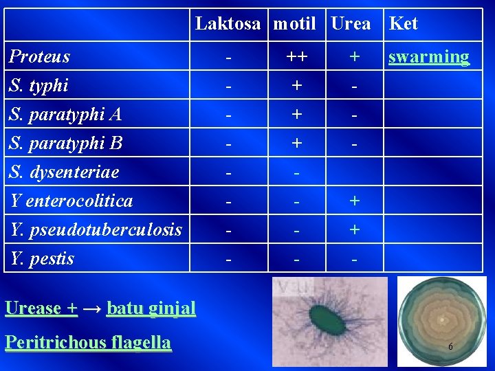 Laktosa motil Urea Ket Proteus S. typhi - ++ + + - S. paratyphi