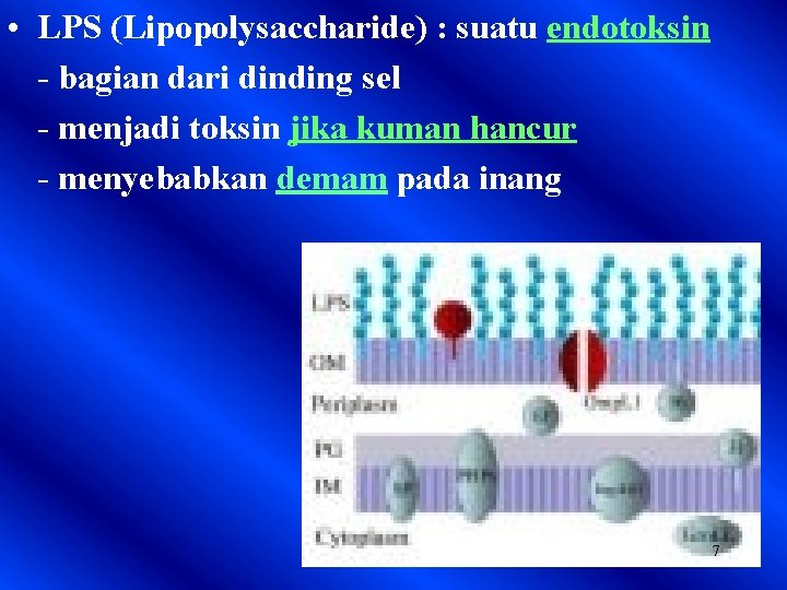  • LPS (Lipopolysaccharide) : suatu endotoksin - bagian dari dinding sel - menjadi