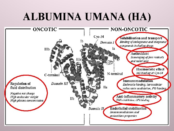 ALBUMINA UMANA (HA) 