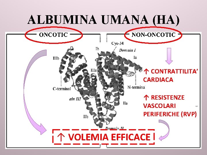 ALBUMINA UMANA (HA) ↑ CONTRATTILITA’ CARDIACA ↑ RESISTENZE VASCOLARI PERIFERICHE (RVP) ↑ VOLEMIA EFFICACE