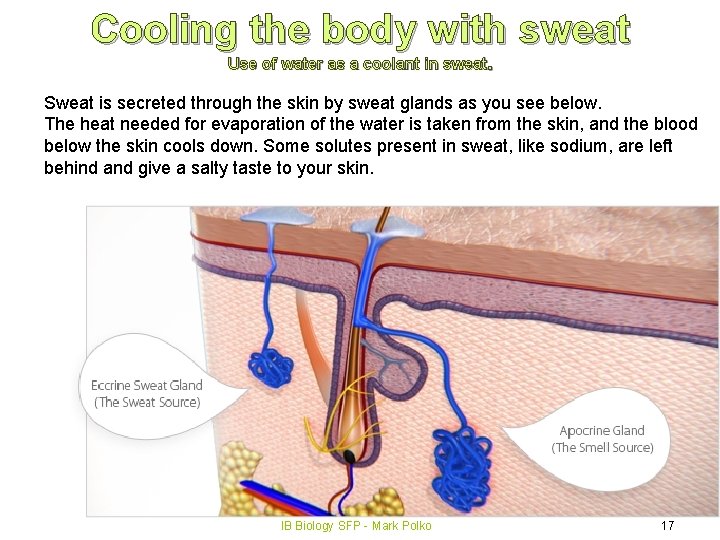 Cooling the body with sweat Use of water as a coolant in sweat. Sweat