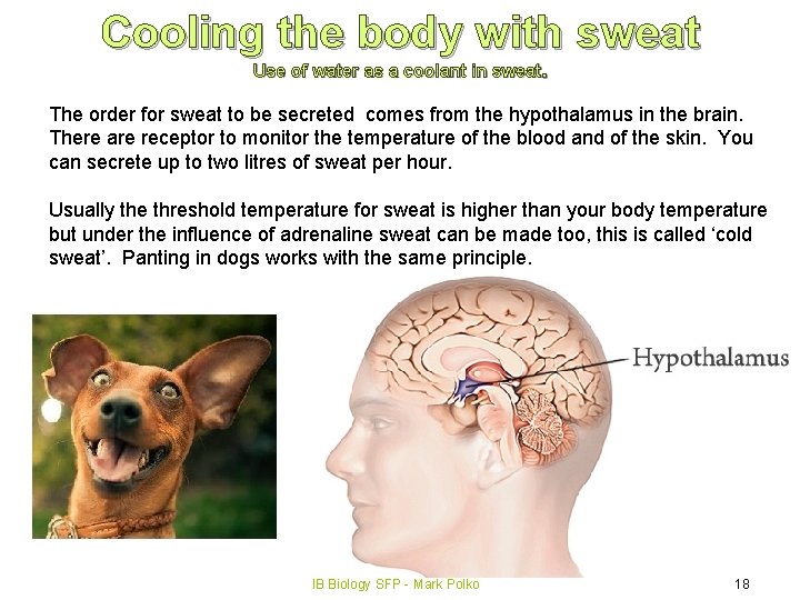 Cooling the body with sweat Use of water as a coolant in sweat. The