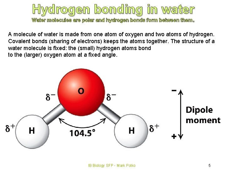 Hydrogen bonding in water Water molecules are polar and hydrogen bonds form between them.