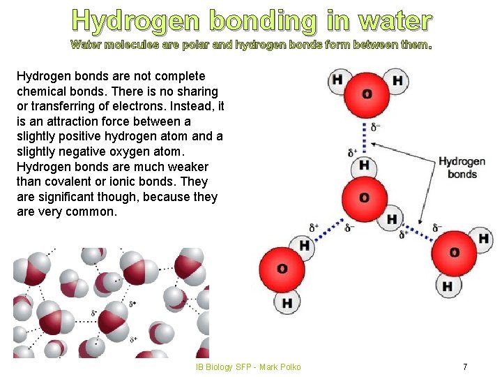 Hydrogen bonding in water Water molecules are polar and hydrogen bonds form between them.