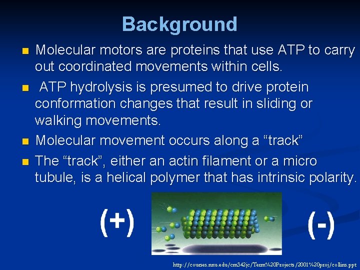 Background n n Molecular motors are proteins that use ATP to carry out coordinated