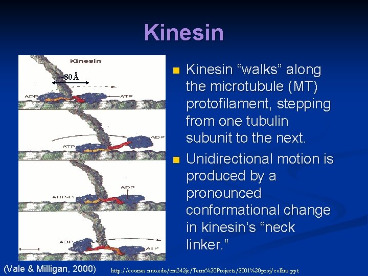 Kinesin ~80Å n n (Vale & Milligan, 2000) Kinesin “walks” along the microtubule (MT)