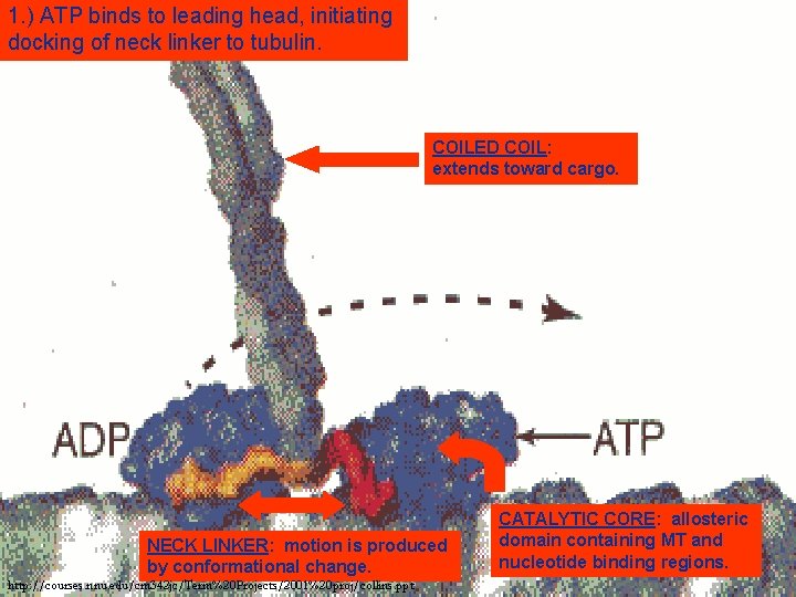 1. ) ATP binds to leading head, initiating docking of neck linker to tubulin.