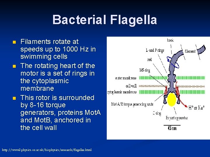 Bacterial Flagella n n n Filaments rotate at speeds up to 1000 Hz in